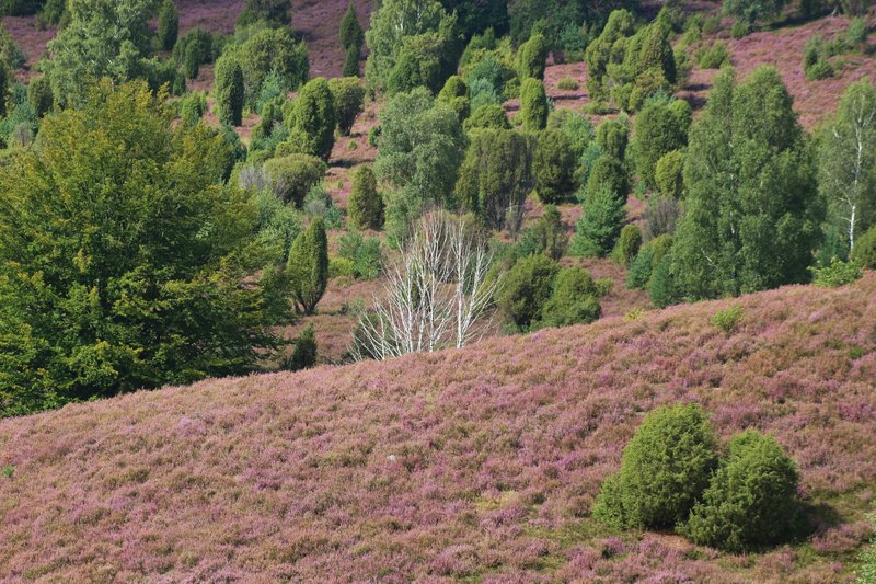 Lüneburg Heath