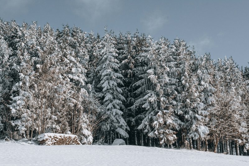 Northern Black Forest