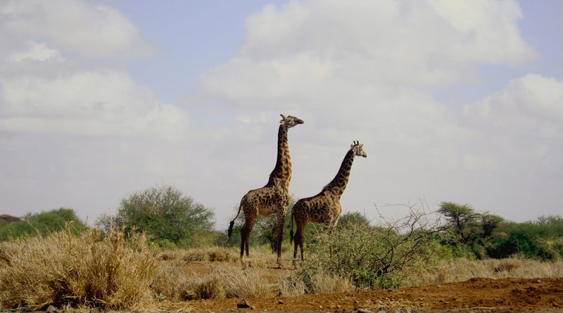 Amboseli & Tsavo