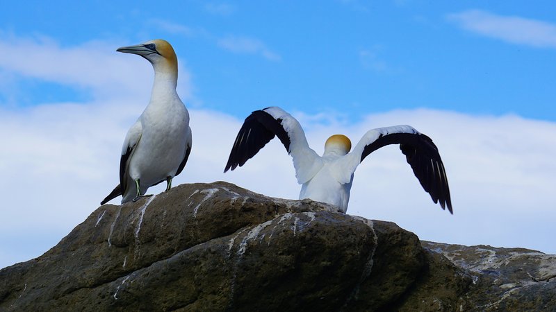 Hawke's Bay