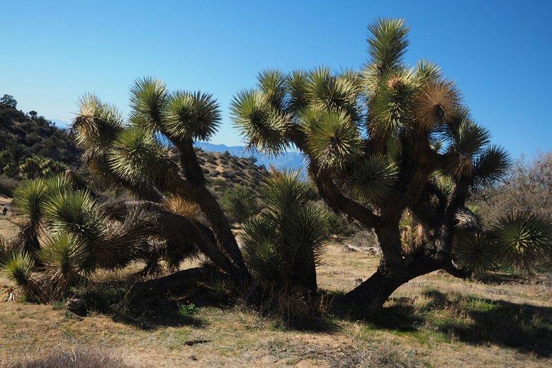 Joshua Tree